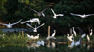 江苏三案例入选全国湿地生态保护典型案例