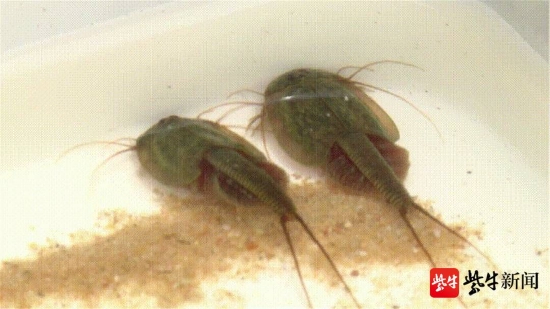 在东海发现了2亿年前远古生物“鲎虫”(hòu chóng)俗称“三眼恐龙虾”