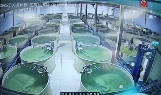 鳜鱼苗养殖车间一景