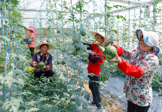 第二十届江宁横溪西瓜节拉开帷幕共绘瓜乡振兴新画卷