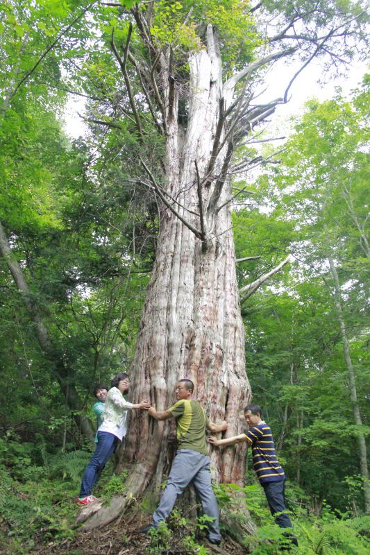 吉林省发现罕见红豆杉古树 最大棵约有3000年历史