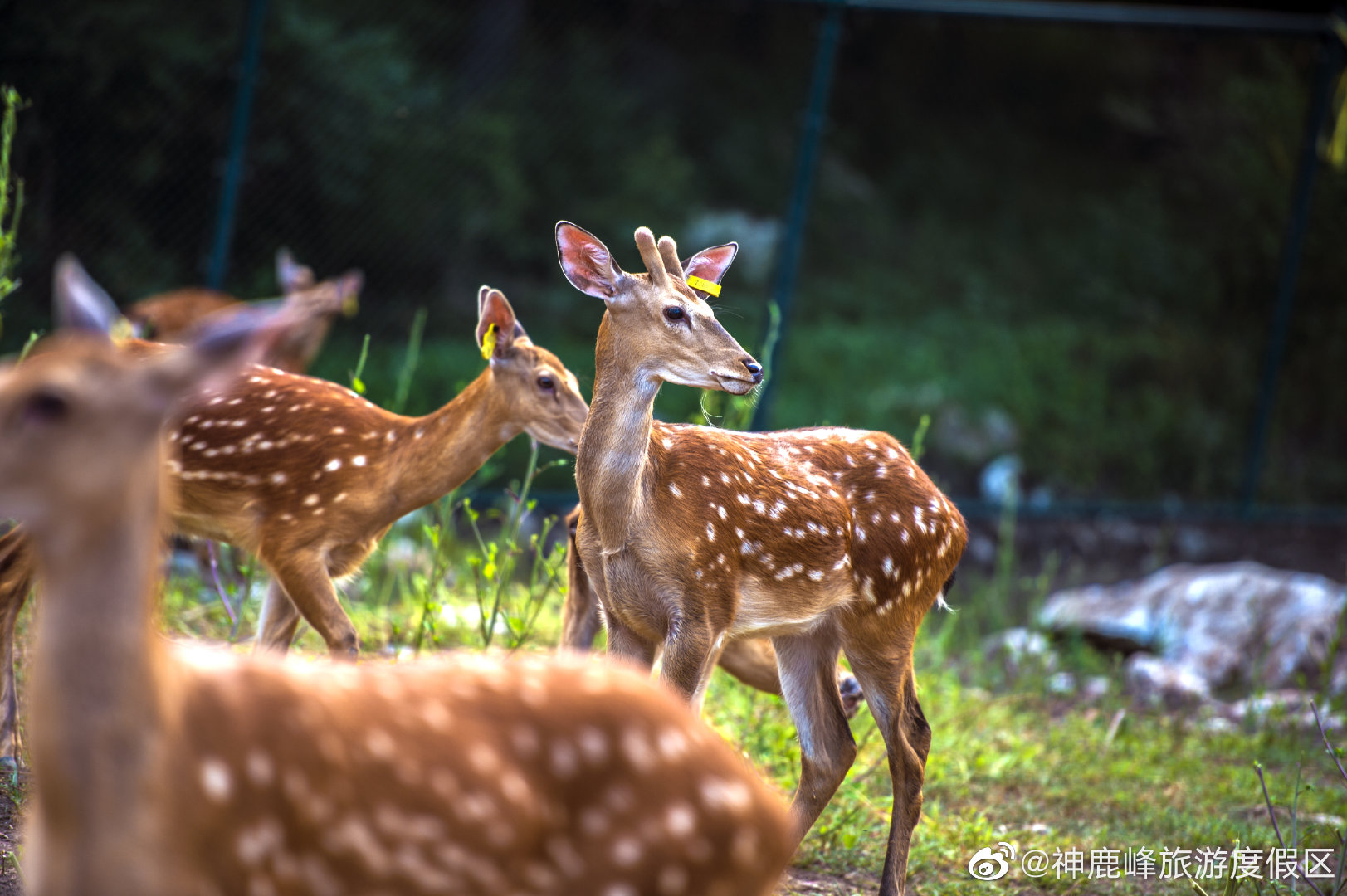 林间深处有鹿鸣 悠然古路攀神峰