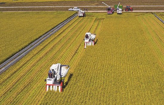 吉林市粮食大丰收.(资料图片)