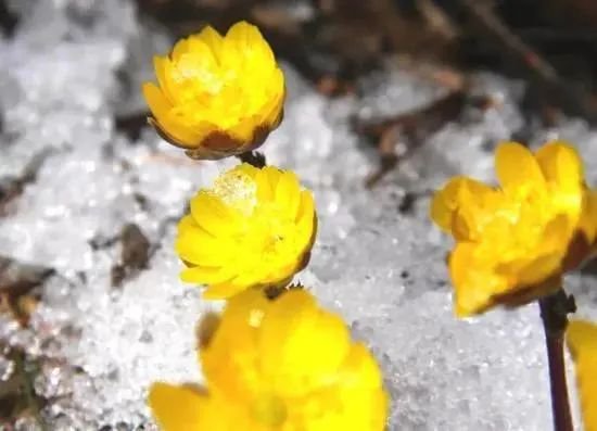 吉林的粉雪还能浪一个月