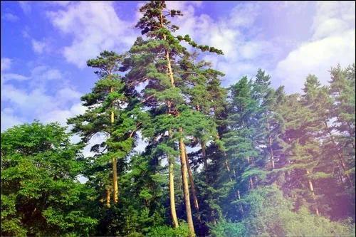 长白山区特有的观赏树种,属于国家三类保护植物,是欧洲赤松在我国的一