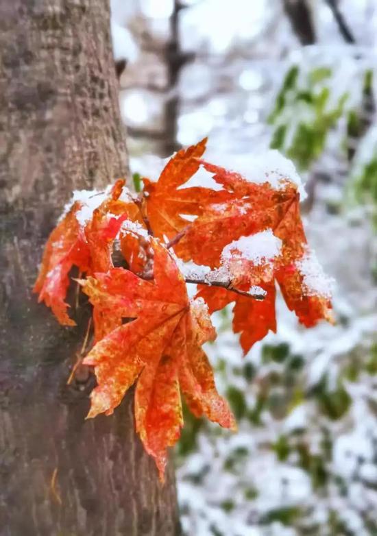 初雪已至这个冬天你准备好了吗
