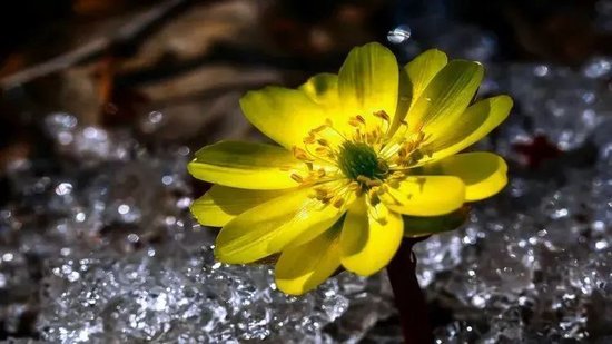 吉林的粉雪还能浪一个月