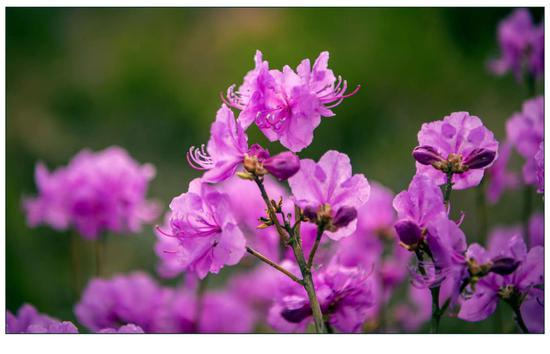 春光明媚延边金达莱花开美如画