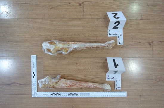 虎骨骨髓图片图片