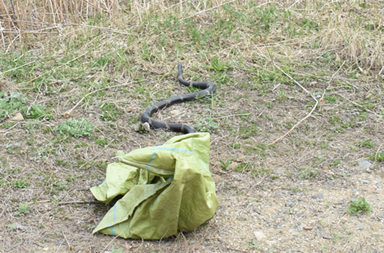 民宅惊现菜花蛇森警捕捉后放生
