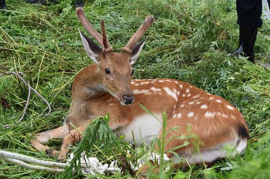 近日,吉林省珲春森林公安局成功救助一只国家一级保护动物野生