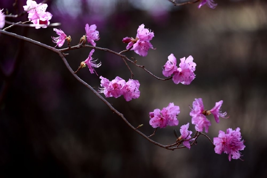 延吉公园金达莱花盛放_延边频道_延吉市_新浪吉林_新浪网