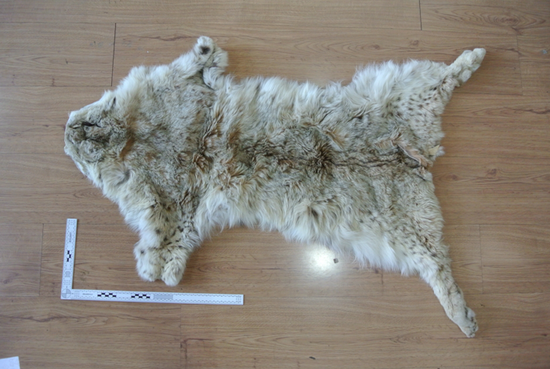 警方查获的猞猁皮