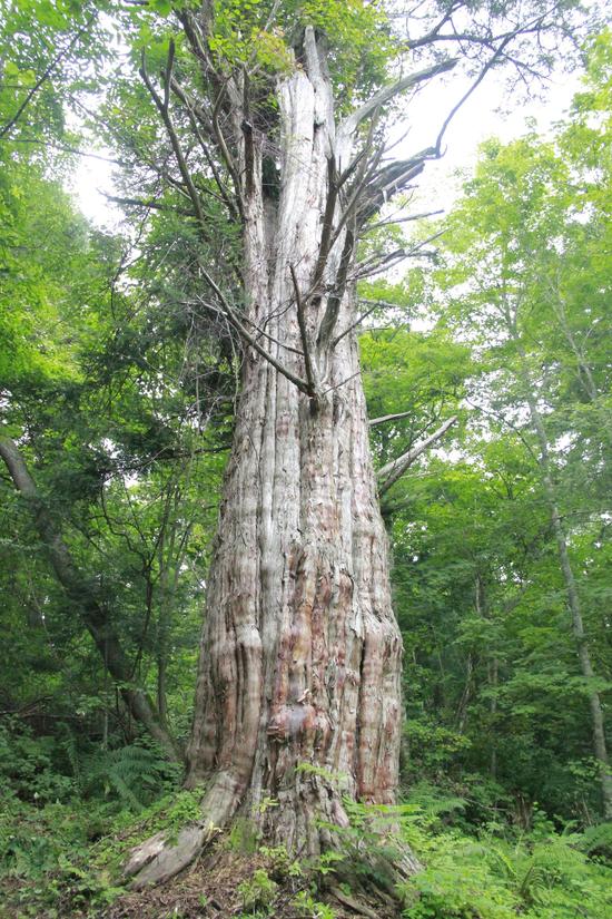 (摄影:魏静)近日,汪清林业局荒沟林场的工作人员在位于荒沟林场63林班