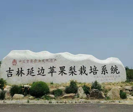 精包装让龙井市三合镇清水村的苹果梨涨了身价