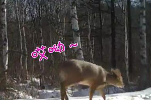 东北虎豹国家公园首次记录到珍稀物种——獐