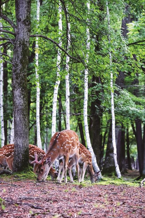梅花鹿在长白山原始森林中觅食.