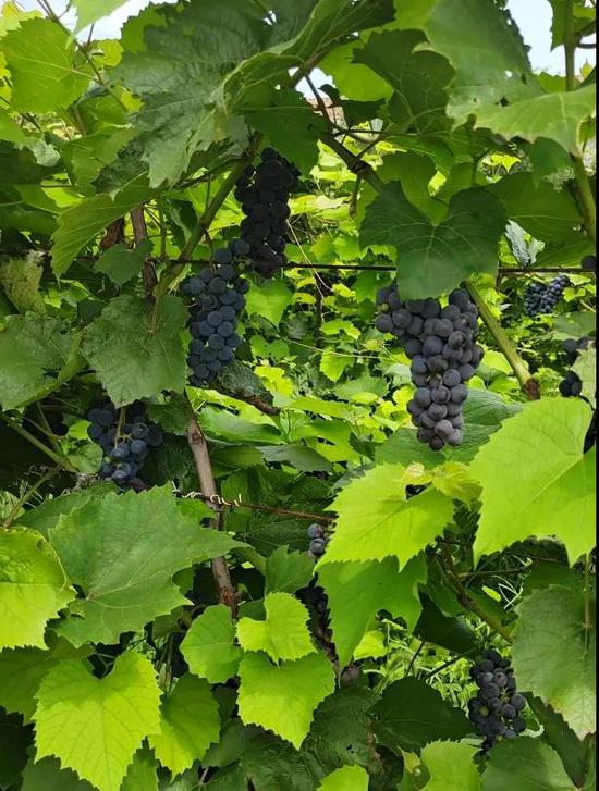 你好,这里是"中国味·山葡萄酒文化城"