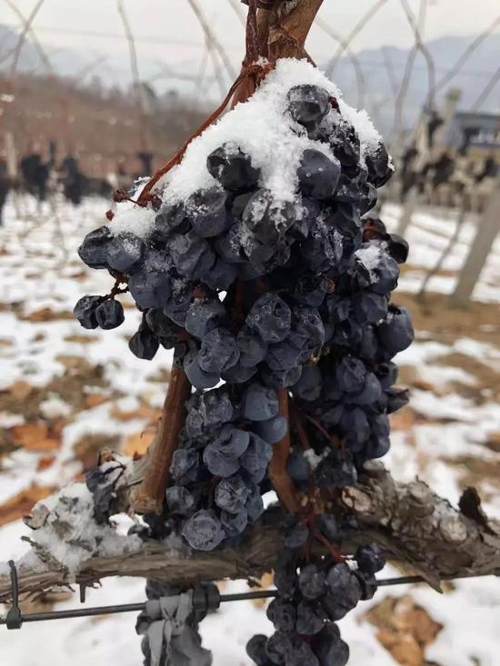 通葡股份出席2019集安鸭绿江河谷冰葡萄酒节