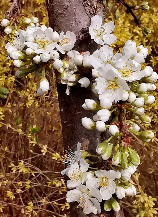 梨花节be coming丨长春莲花山第二届梨花节出行手册