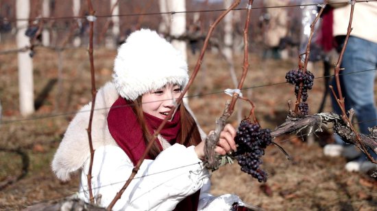 第七届“中国·通化”山葡萄酒产区峰会暨2023鸭绿江河谷冰葡萄酒节在集安举行