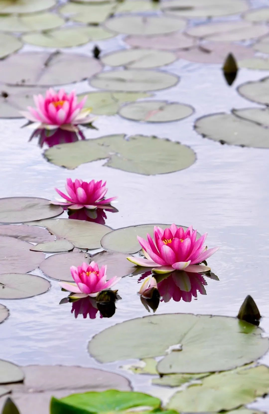 长春南湖的睡莲开了 一池睡莲一幅画 "赏莲地图"来啦!