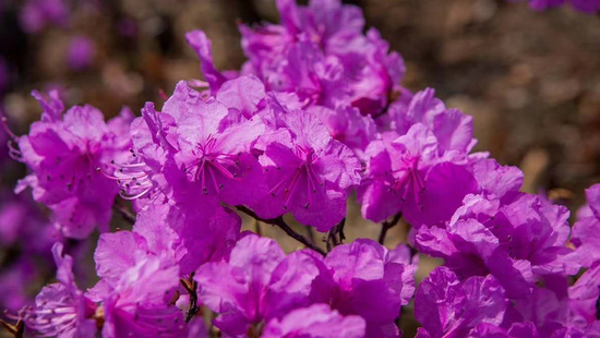 春光明媚 延边金达莱花开美如画