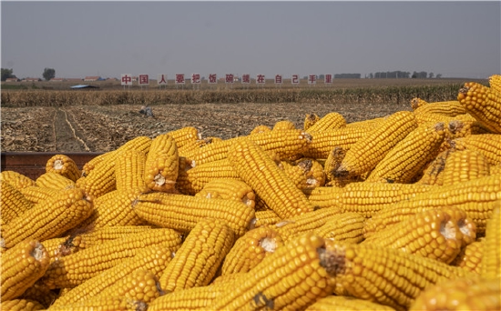 梨树县丰收的玉米堆成山