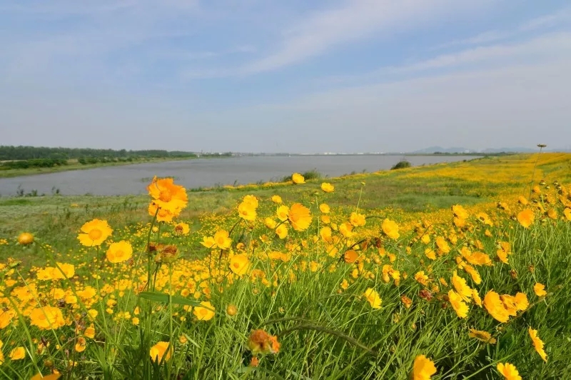 九江柴桑区大堤花海绵延十里 最美长江防汛堤名不虚传