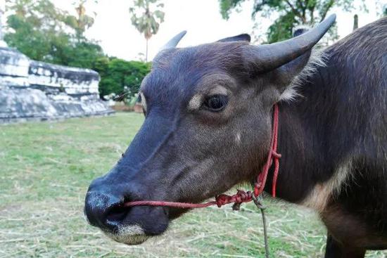 抚州这一幕出人意料:走失11年的水牛 回家了!_新浪江西_新浪网