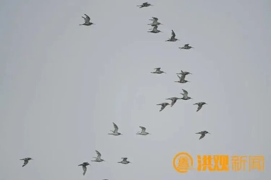 鄱阳湖南矶湿地下月迎候鸟迁徙高峰