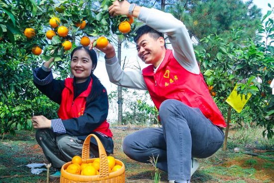 宜春芦洲荒山变丰产果园