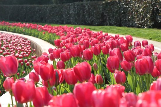 抚州三翁花园郁金香绽放