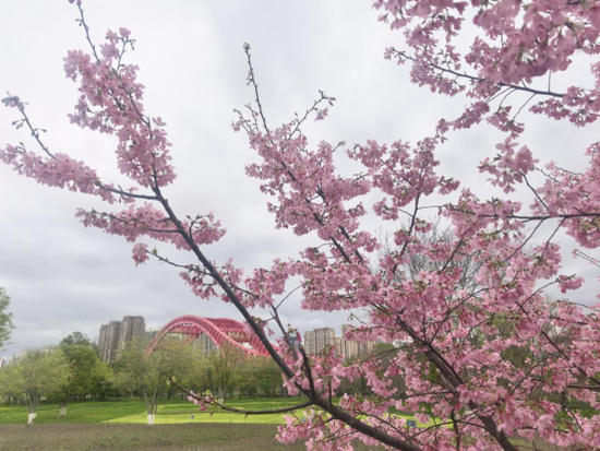 赣州樱花汉服交友会启幕