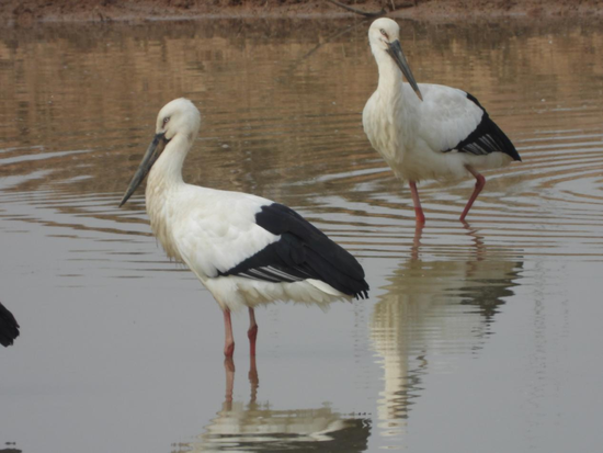 东方白鹳现身鄱阳湖南矶湿地