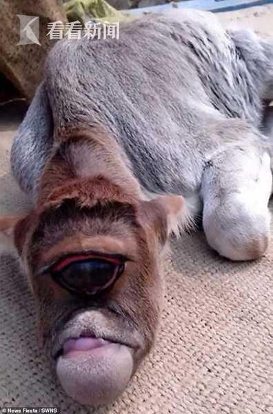 印度一独眼牛出生没有睫毛和眼皮被当地人封神