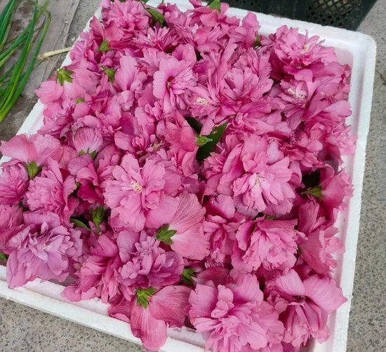 赣州春日时令美食上新