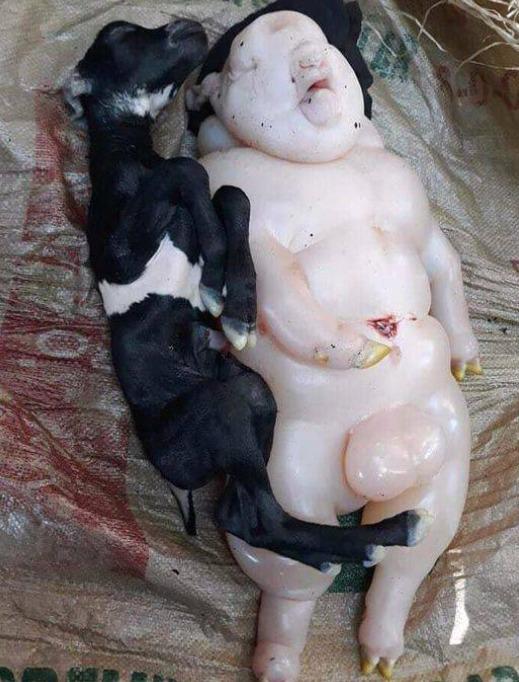 一山羊产下"半猪半人"怪物