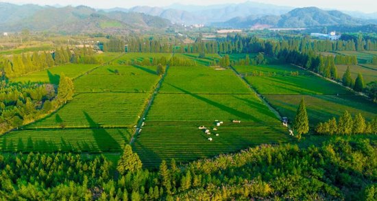 江西浮梁茶出口创新高