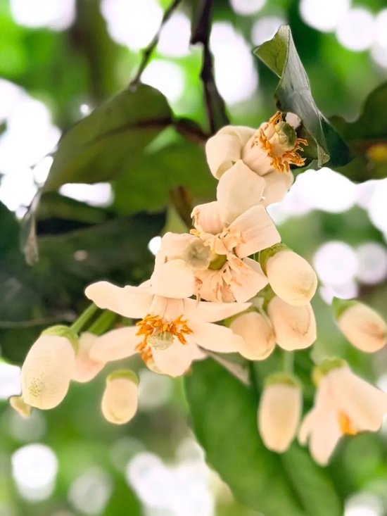 江西最近怎么这么香？