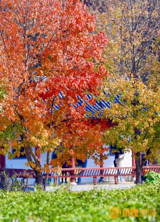 南昌秋日限定枫景11月赏正当时