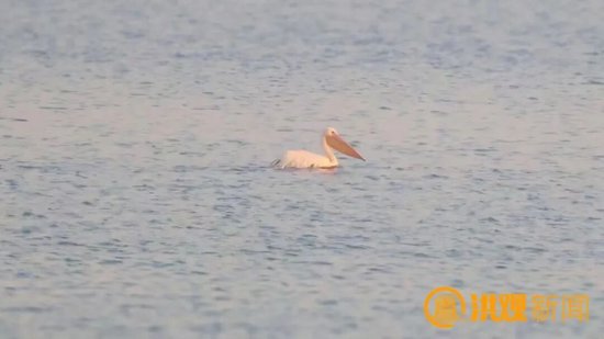 鄱阳湖首录白鹈鹕新种