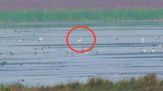 江西省鸟白鹤抵达鄱阳湖保护区