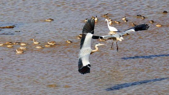 江西永修观鸟专线正式运营