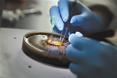 都二霞副教授在显微镜下解剖蟑螂的黏液腺.