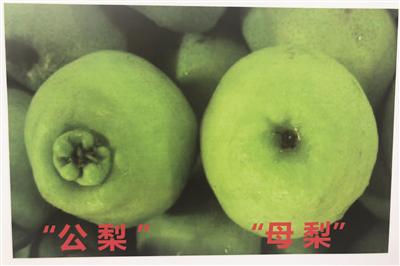 梨也有“公”“母”之分?专家教你一眼辨别_新浪江西_新浪网