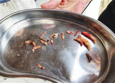 做完拔牙手术后的宠物狗"咖啡"