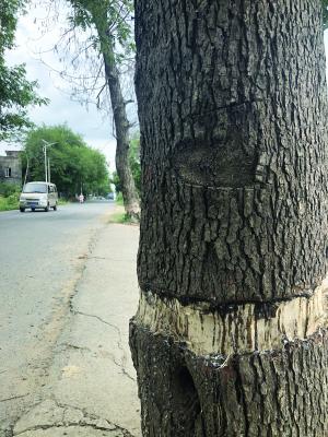 南昌高新区两棵十余米高黄连木惨遭"剥皮"(图)_新浪江西_新浪网