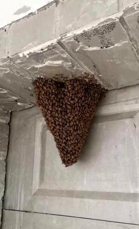 马蜂窝寄居居民楼车库消防火攻消除安全隐患