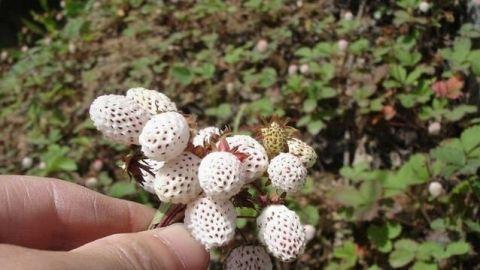 图中带刺的植物结出的果实就是"泡儿",有的叫"米泡"泡儿,草莓的一种